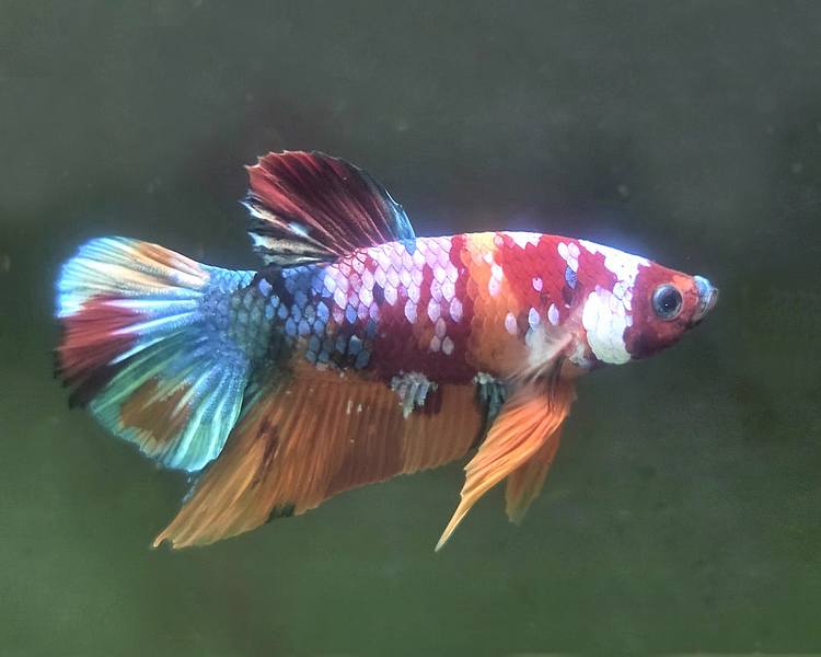 Male Galaxy Koi Betta Siamese Fighting Fish - 1O1